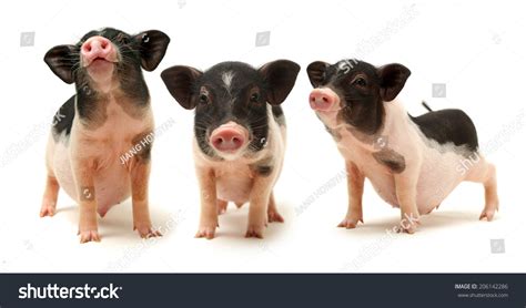 Cute Black Smalleared Pig On White Stock Photo 206142286 | Shutterstock