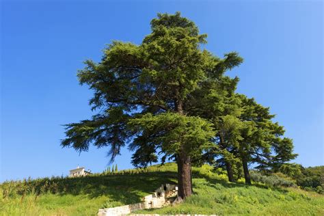 Lebanon Cedar Information: Tips On Growing Cedar Of Lebanon Trees | Gardening Know How