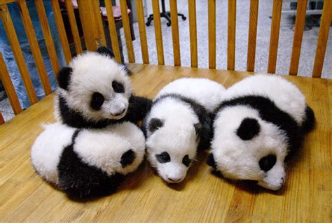 24 Ridiculously Cute Photos Of Baby Pandas That Will Instantly Make Your Day Better | Viralscape