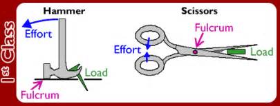 The first class lever | Science online