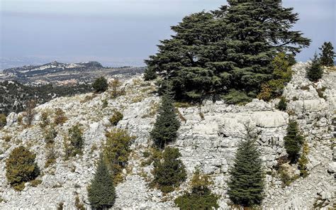 Climate change is destroying Lebanon's biblical cedar trees