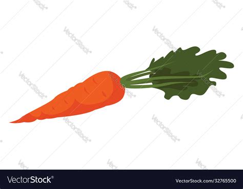 Fresh carrot on white background Royalty Free Vector Image