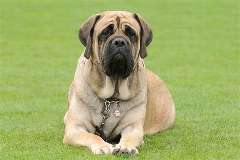 English Mastiff Dogs Clipart Png | lupon.gov.ph