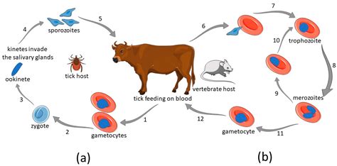 Babesiosis in Cattle - Prevention | Treatment and Expert Insights - BiharLinks.Com