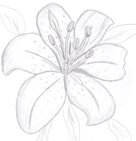 35+ Flower Drawings for Beginners- Step by Step - HARUNMUDAK