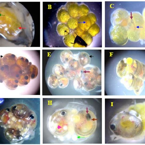 The development stage of Gatul fish embryo. (A-C) early stage embryo;... | Download Scientific ...