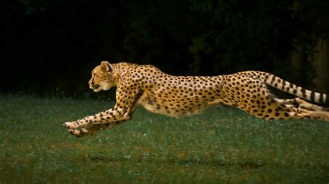 🔥 [40+] Cheetah Running Wallpapers | WallpaperSafari