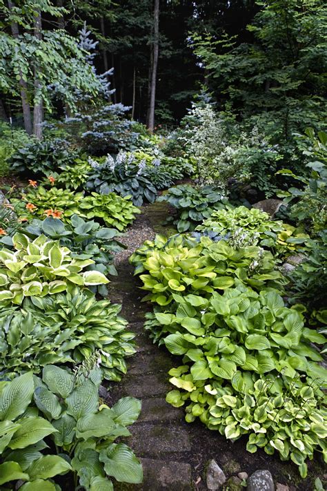 Grow a Lush Shade Garden With Hostas - This Old House