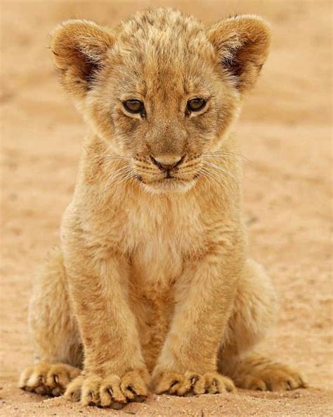 Wildlife Animals & Nature — . Cute Lion Cub. Photography by @ (Johann...