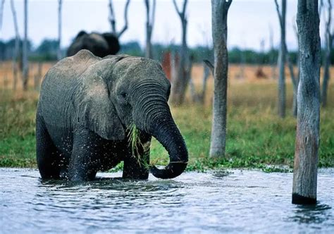 The 10 Best Zimbabwe National Parks Worth Your Time!