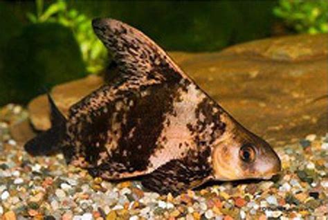 Algae Eating Chinese High Fin Large Banded Shark/Batfish - Arizona Aquatic Gardens