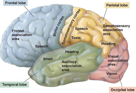 Cerebrum and the 4 lobes that are in each hemisphere and cortexes (chp 2) Diagram | Quizlet