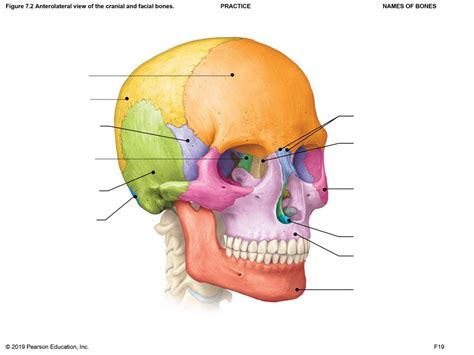 Facial Bones Quiz Diagram | Quizlet