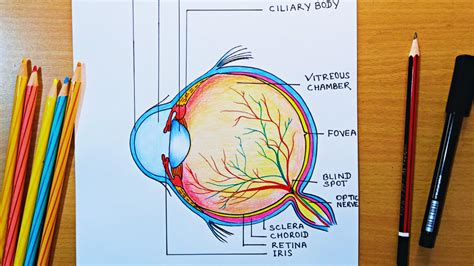 step by step human eye diagram drawing Human Eye Diagram, Human Eye Drawing, Eye Structure, Easy ...