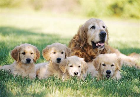 Cute Golden Retriever Puppies Pictures ~ BLOG OF CUTE PUPPIES PICTURES