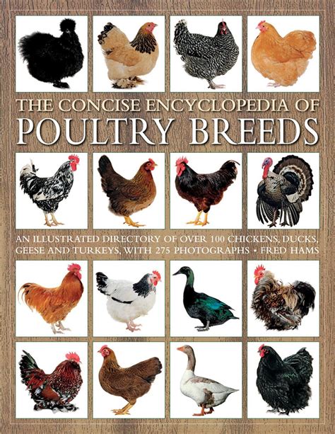 The Complete List Of Chicken Breeds