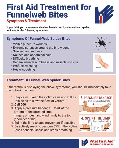 Spider Bites Pictures And Symptoms