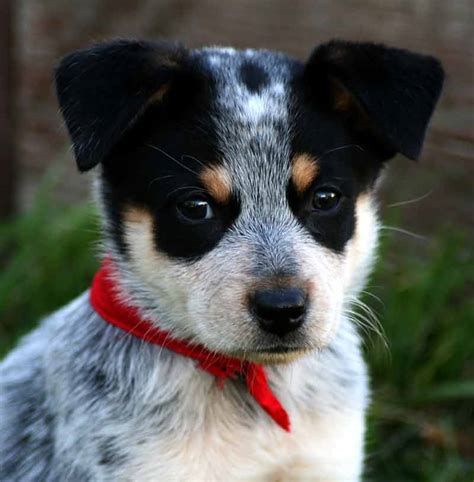 Bluey Heeler Baby