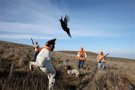 North Dakota Guided Pheasant Hunts | Absolute Gun Dogs