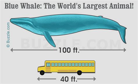 Blue Whale Facts: Breathtaking Gentle Giants of the Ocean - Animal Sake