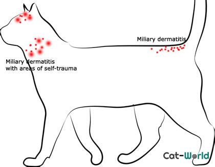 32 HQ Photos Miliary Dermatitis Cat Treatment : Home Remedies for Dandruff in Cats - ponyshoess