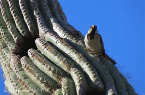 House Sparrow Sitting on a Saguaro Cactus ~ How is this possible? | House sparrow, Saguaro ...