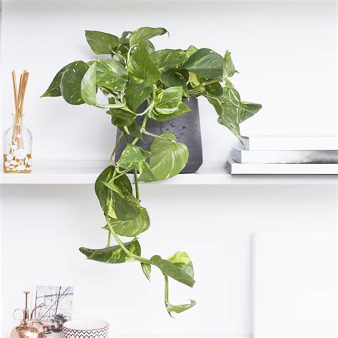 10 of the Best Indoor Climbing Plants and Vines