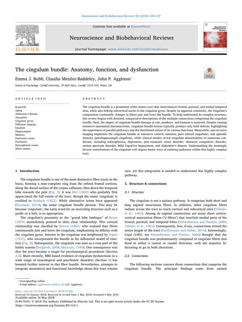 (PDF) The cingulum bundle: Anatomy, function, and dysfunction