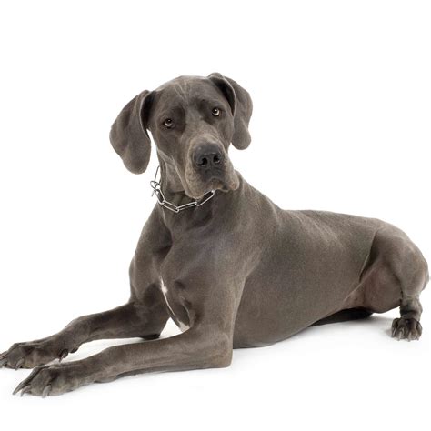 Great Dane Dog Breed » Information, Pictures, & More