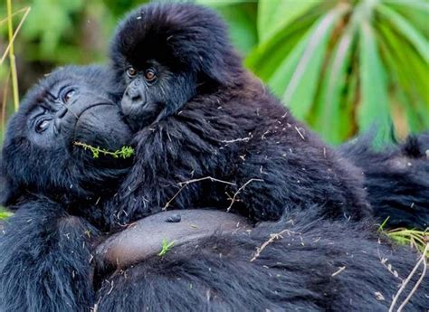 Place to see Gorillas in Uganda- The best gorilla habitats - Safari Vacations & Travel Services