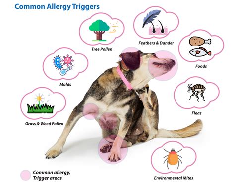 What Are Common Dog Allergies