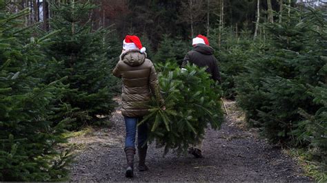 Christmas tree farm in metro Atlanta | 11alive.com