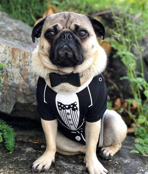 The 15 Best Pug Halloween Costumes of All Time - The Dogman