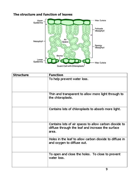 Lesson 5 Structure and Functions of Leaves Student Worksheet | Leaf | Tissue (Biology)