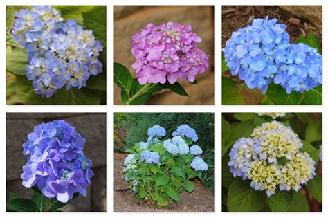 Endless Summer The Original hydrangea | Types of hydrangeas, Hydrangea, Flower arrangements