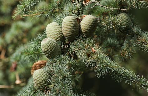 Cedar | Tree, Evergreen, Conifer | Britannica