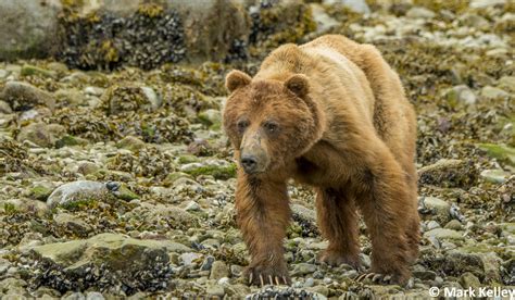 Brown Bear, Glacier Bay National Park, Alaska #3019 | Mark Kelley