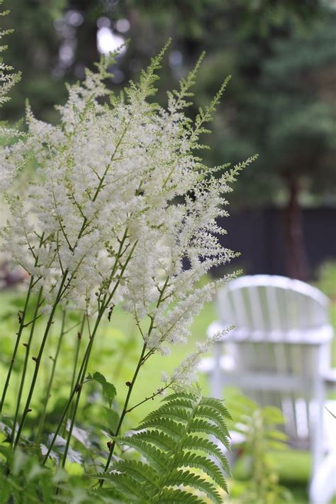 Flowers of the Canadian Summer - FineGardening | Summer plants, Big plants, Flowers perennials