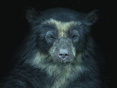 Information about the Spectacled Bear