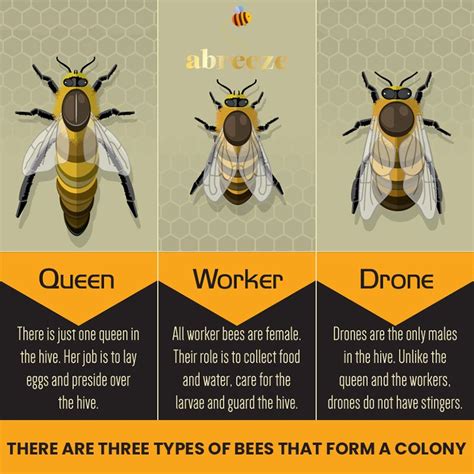 Queen Bee Worker Bee Drone Bee Drawing