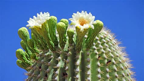 Saguaro Flower Power Project - Saguaro National Park (U.S. National Park Service)