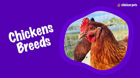 Chicken Breeds. Learn About all the Breeds of Chickens - Chicken Pets