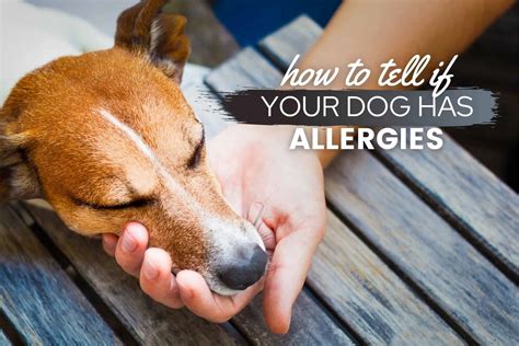 Best Pets To Have For Allergies at hazelestevero blog