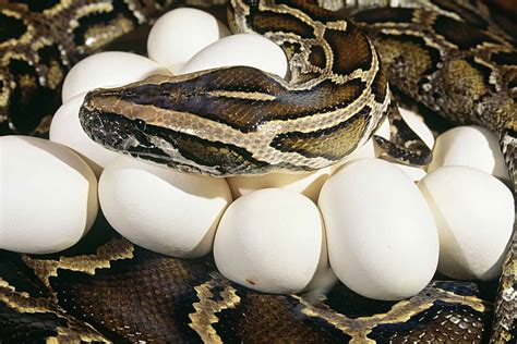 How Often Do Burmese Pythons Lay Eggs? - ReptileStartUp.com