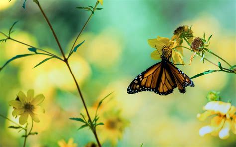 Butterfly Garden Wallpapers - Top Free Butterfly Garden Backgrounds - WallpaperAccess