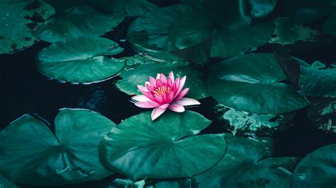 Lotus Flower in Water 4K Wallpapers | HD Wallpapers | ID #30493