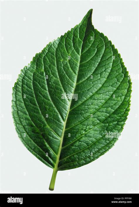 Top of ovate leaf with finely serrated margins, close up, view from above Stock Photo - Alamy