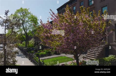 alt rising over flowering tree reveals brownstones in Carroll Gardens Brooklyn Stock Video ...