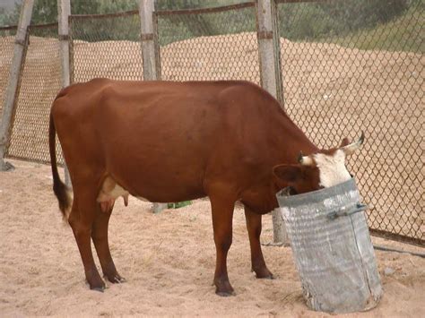 DrKehres.com health blog: Why are cows fed grains?