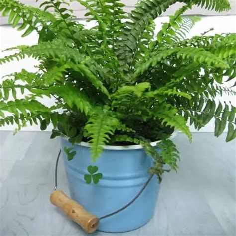 10 Best Ferns to Grow Indoors 2023 [Easy Care Species] - Pond Informer